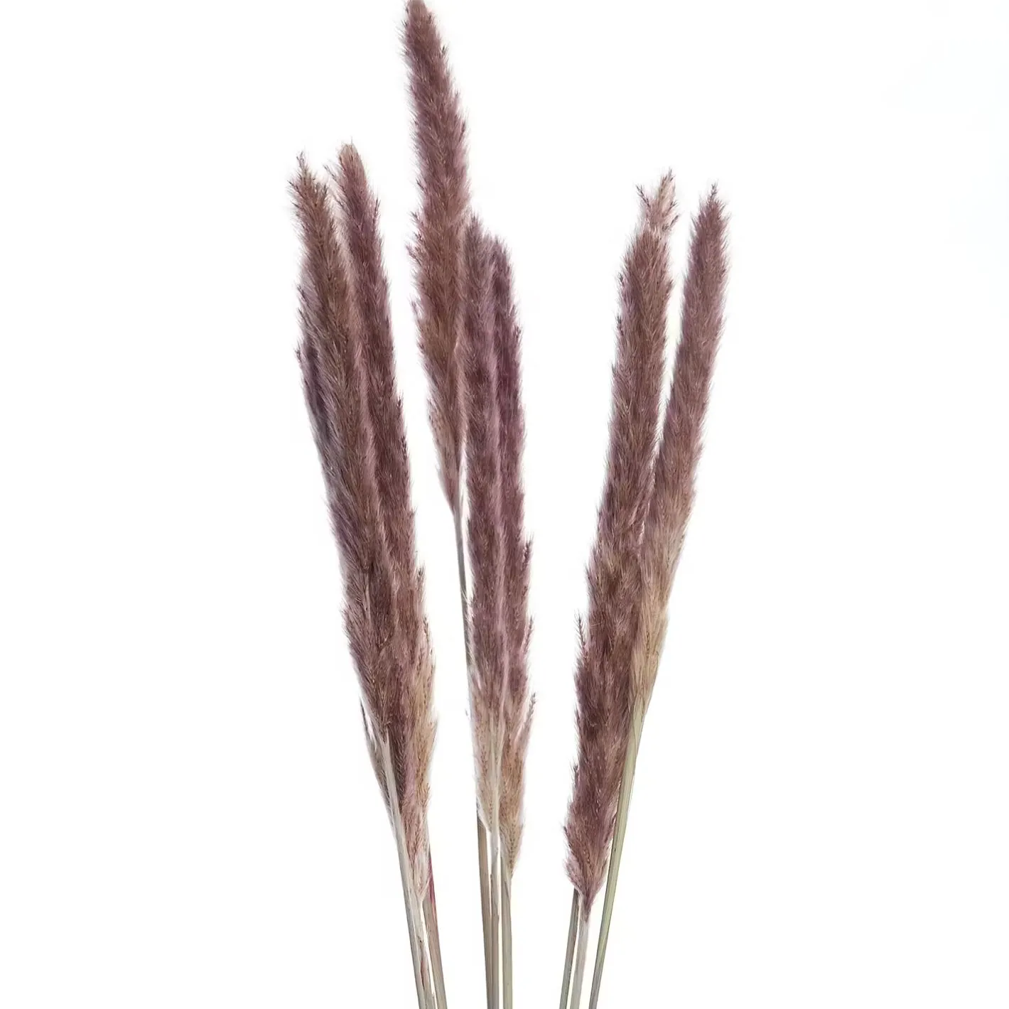 Butlers FLOWER MARKET Trockenblumen Discount