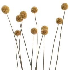 Butlers FLOWER MARKET Trockenblumen Craspedia Clearance