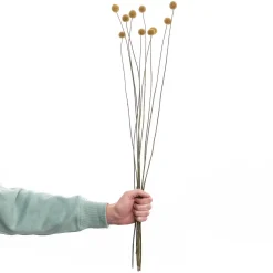 Butlers FLOWER MARKET Trockenblumen Craspedia Clearance